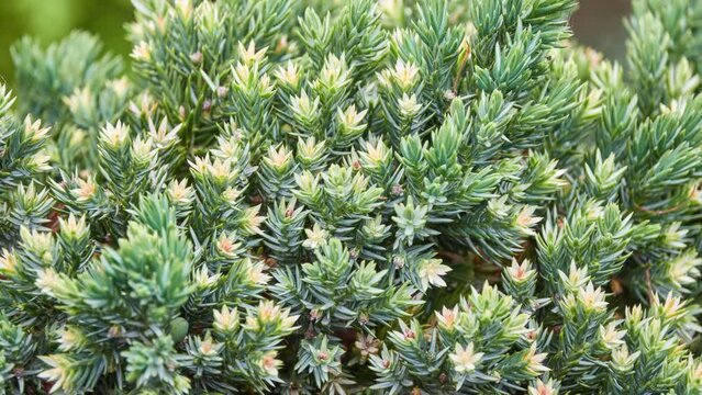 Juniperus squamata, flaky juniper, or Himalayan juniper is coniferous shrub in cypress family Cupressaceae, native to Himalayas and China. It represents provincial tree of Khyber Pakhtunkhwa.