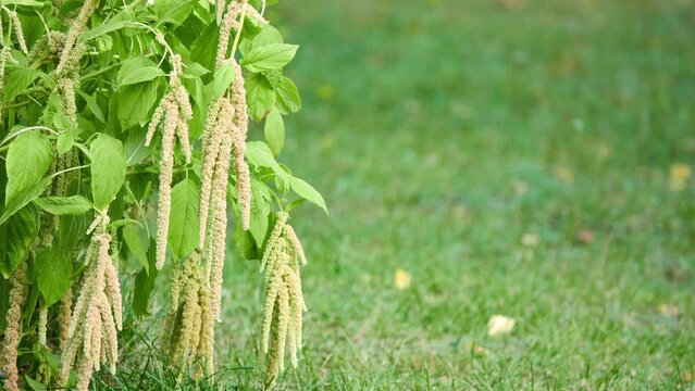 Amaranthus caudatus is annual flowering plant. It goes by common names such as love-lies-bleeding, pendant amaranth, tassel flower, velvet flower, foxtail amaranth, and quilete.