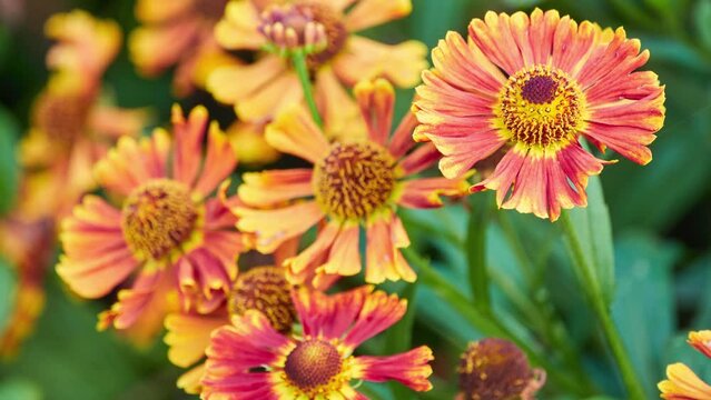 Helenium autumnale is North American species of flowering plants in family Asteraceae. It is common sneezeweed and large-flowered sneezeweed.