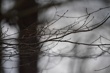 Whispers of the Forest: Thin Branches Amidst Trees