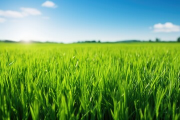 Obraz premium Lush green grass field under clear sky. background