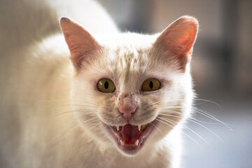 Fierce Fury: The White Cat's Defensive Display