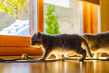 Two gray british cats kittens at home - obrazy, fototapety, plakaty