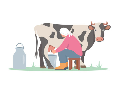 Milkmaid woman with cow and milk. Livestock farming concept, Domestic cattle animals. Female Farmer character milking cow isolated on white background. Vector illustration.