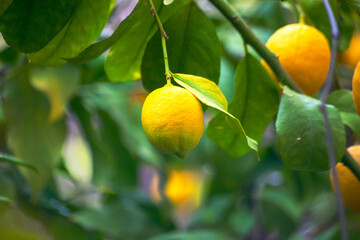 Citrus Abundance: Organic Lemon on Branches and Tree