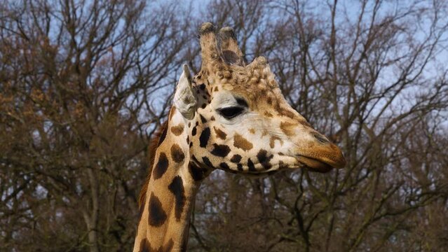 Close up view of a giraffe's head looking around on a sunny day.