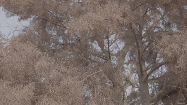 Slog 3 Footage of orange laef tree in slow motion.