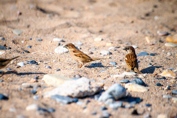 Coastal Serenade: Sparrows at Play on the Sandy Shore