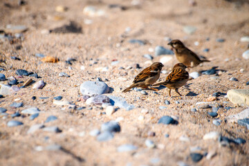 Coastal Serenade: Sparrows at Play on the Sandy Shore