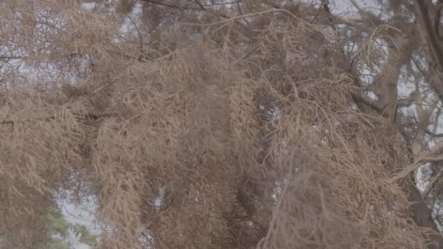 Slog 3 Footage of orange laef tree.