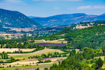 Provence landscape with lavender fields, France. - 779217125