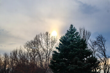 sunset in the forest