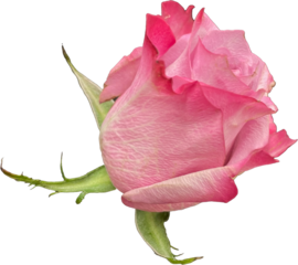 pink rose head isolated on transparent 