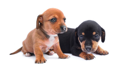 Two cute dachshund puppies of red and black colors
