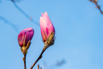 Closeup of Pink Chinese or saucer magnolia flower buds, Magnolia soulangeana against the blue sky....