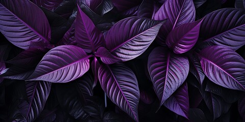 Purple tropical leaves background, top view, flat lay, copy space. - obrazy, fototapety, plakaty