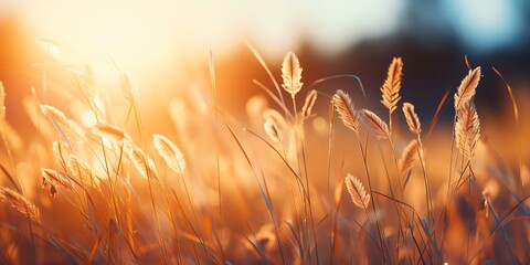 Grass flower in the meadow at sunset. Nature background. - obrazy, fototapety, plakaty