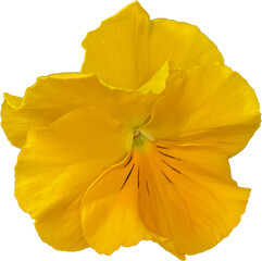 Yellow pansy viola flower isolated on transparent background