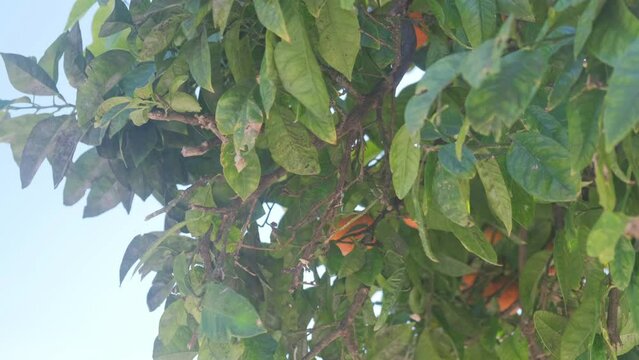 Tangerine tree with fungal diseases