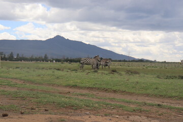 A herd of Zebra saunter under acacia trees and open skies along the foot of Mount Longonot on the...
