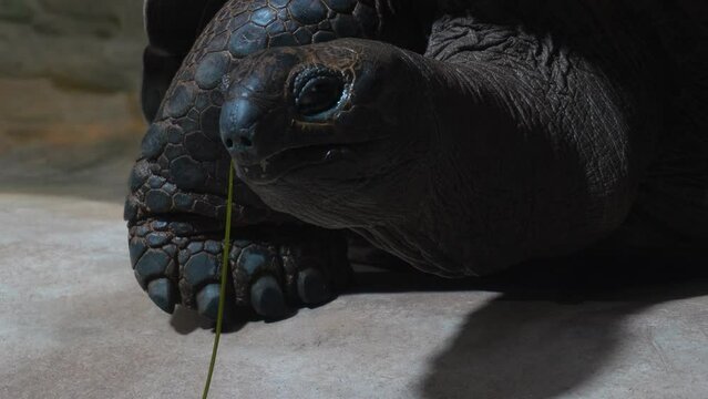 Close up of a giant turtle head looking around with a blade of grass in his mouth.