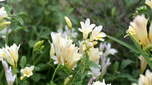 White Freesia wild rare flowers.  Turkey's rare white flower in the islands region: Iridaceae, Freesia leichtlinii subsp. alba 