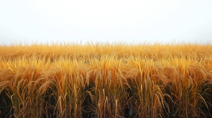 Fototapeta premium Wheat Field Under Blue Sky