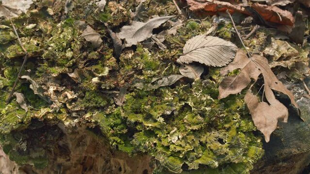 Ecology And Environment Concept. Tree Stump Overgrown With Moss In Spring. Gimbal Shot.