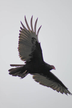 close up of turkey vulture