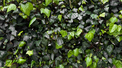 Lush green ivy leaves with raindrops, dense foliage after rain. Hydrated plants and nature rejuvenation concept for design and print. Close up, natural background.