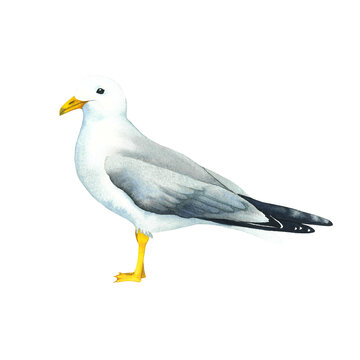 Watercolor sea gull standing on his feet. Watercolor seagull wildlife bird isolated on white background. Beach art on the theme of sea fishing. Hand painted illustration. Could be used for design