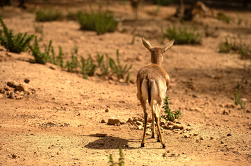 Goitered gazelle, a small, common gazelle is grazing in the desert. Animals wildlife. Travel in...