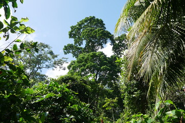 Tropischer Regenwald im Nationalpark Cahuita in Costa Rica