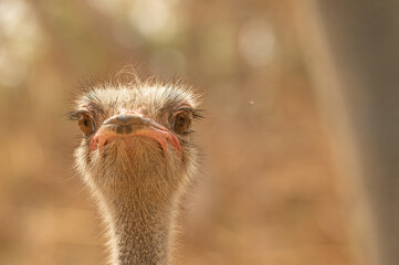Close up of African Ostrich head on the blur bright background.