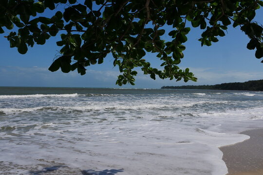 Baumkrone am Strand mit Meer und Wellen im Nationalpark Cahuita in Costa Rica