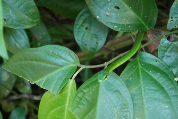 Grüne Schlange im Nationalpark Cahuita in Costa Rica