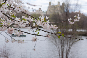 Cherry Blossoms by Pond in Central Park New York