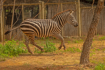 A zebra running in the zoo.