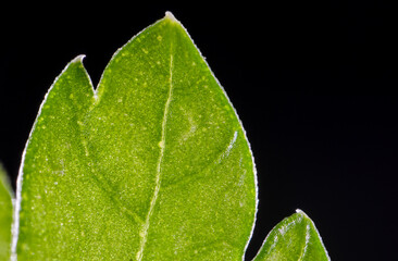 Macrophotograph of a green parsley leaf with visible sap veins, high-detail image. - obrazy, fototapety, plakaty
