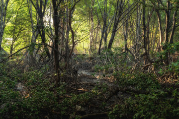Mangrove forests are ecosystems that contain a variety of plants and animals, a source of energy, a source of food, and a habitat and refuge for many species of animals. Ban Laemchabang community mang