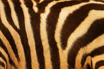 Fototapeta na wymiar Detail shot of the zebra's body.