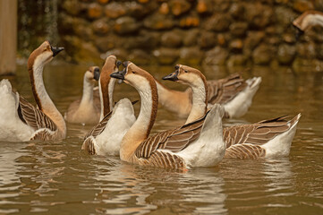 Chinese geese swimming in the water. Anser Cygnoides