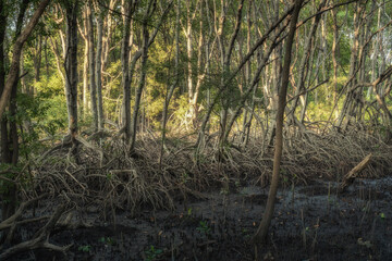 Mangrove forests are ecosystems that contain a variety of plants and animals, a source of energy, a...