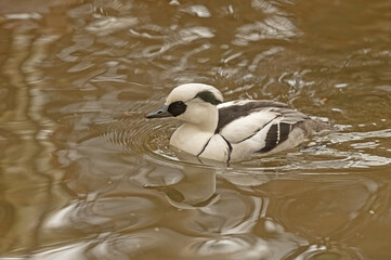 A smew duck swimming in a pond. Mergellus albellus.