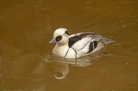 A smew duck swimming in a pond. Mergellus albellus.