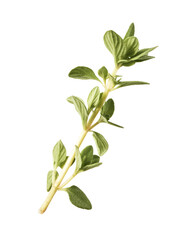Fresh green thyme herb falling in the air isolates on white background