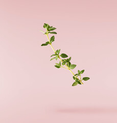 Fresh green thyme herb falling in the air isolates on pink background background