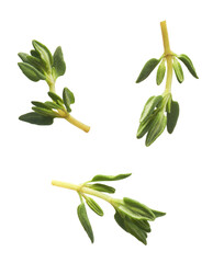 Fresh green thyme herb falling in the air isolates on white background