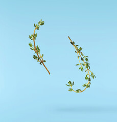 Fresh green thyme herb falling in the air isolates on blue background