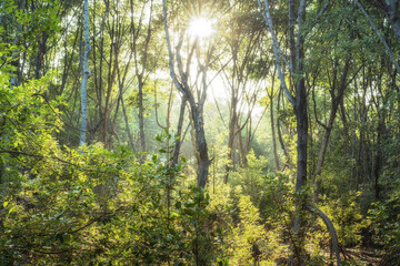 Fototapeta premium Mangrove forests are ecosystems that contain a variety of plants and animals, a source of energy, a source of food, and a habitat and refuge for many species of animals. Ban Laemchabang community mang